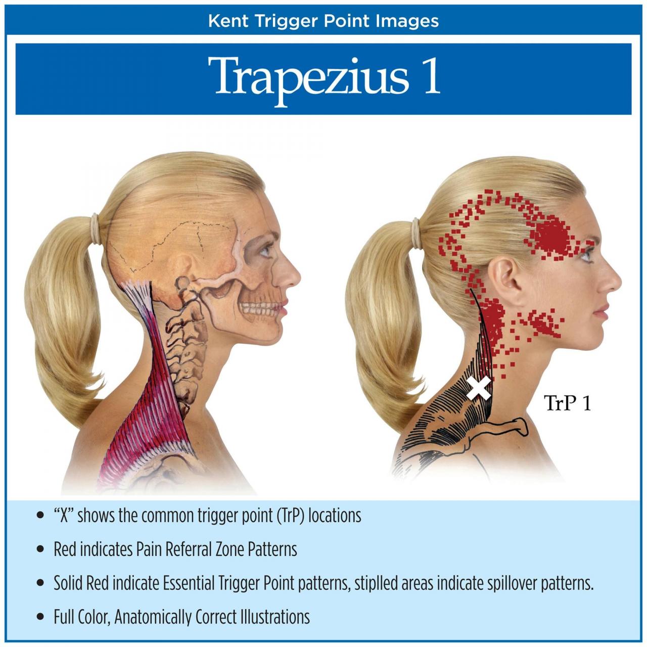 Hamstring tight muscles stiff loosen hamstrings stretches pain thigh stretching exercise static seated